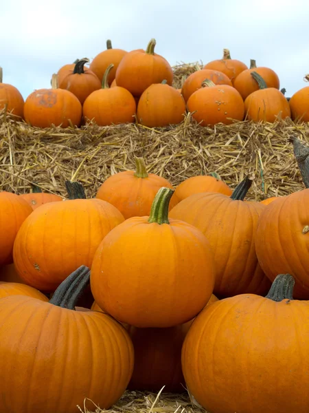 Calabazas —  Fotos de Stock