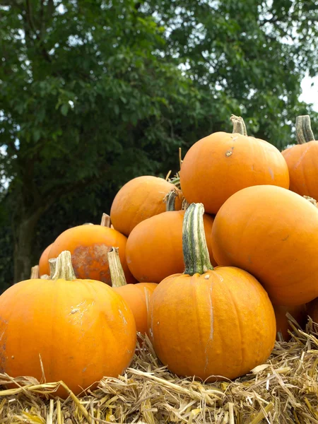 Calabazas —  Fotos de Stock