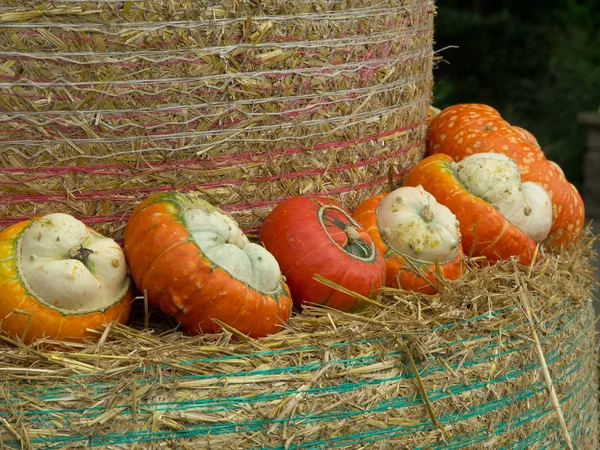 Pumpkins — Stock Photo, Image