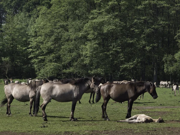 Wildpferde — Stockfoto