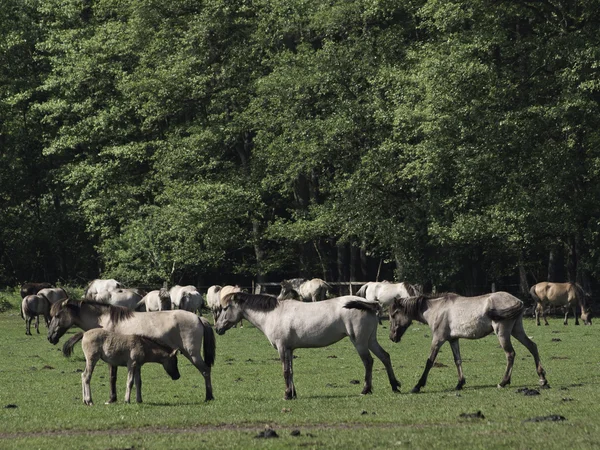 Wildpferde — Stockfoto