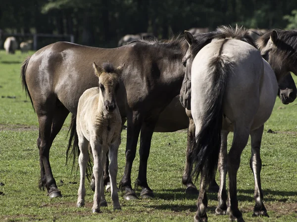 Cavalos selvagens — Fotografia de Stock