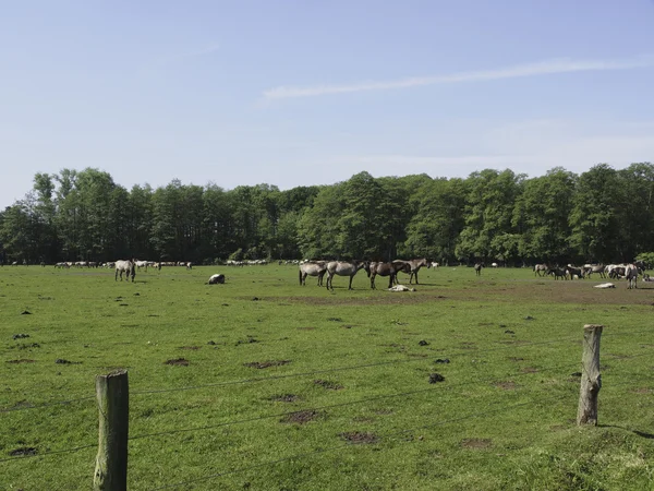 Vruchtbare planten — Stockfoto