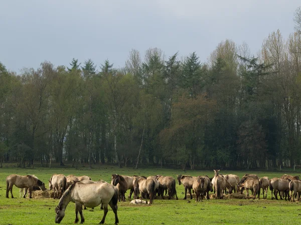 Caballos salvajes — Foto de Stock