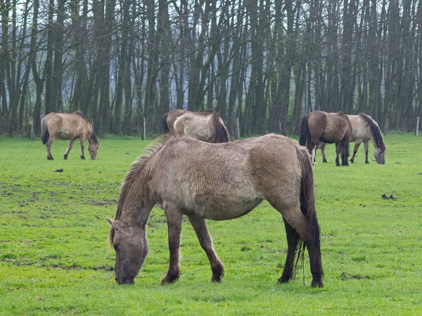 Wild horses — Stock Photo, Image