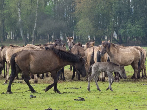 Wild horses — Stock Photo, Image