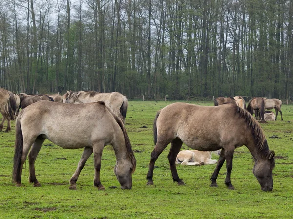 Wildpferde — Stockfoto