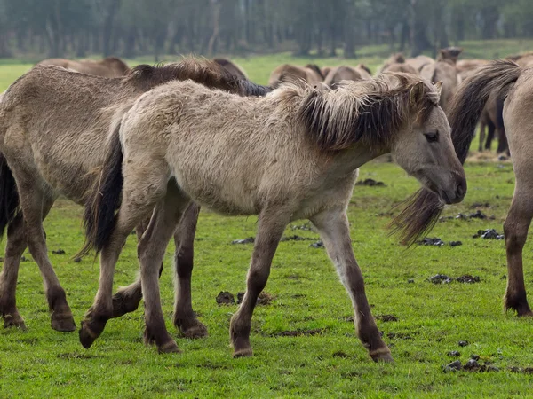 Caballos salvajes — Foto de Stock