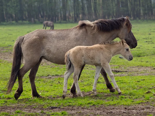 Wilde paarden — Stockfoto