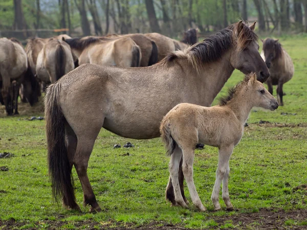 Wilde paarden — Stockfoto