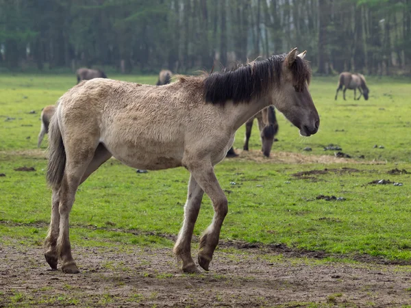 Wild horses — Stock Photo, Image