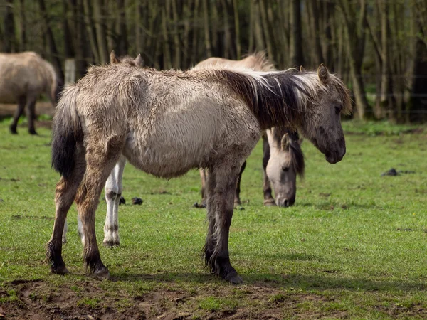 Wild horses — Stock Photo, Image