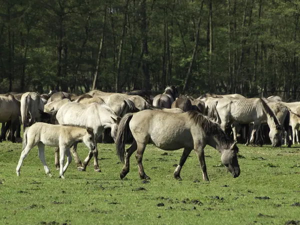 Wilde Pferde megye — Stock Fotó