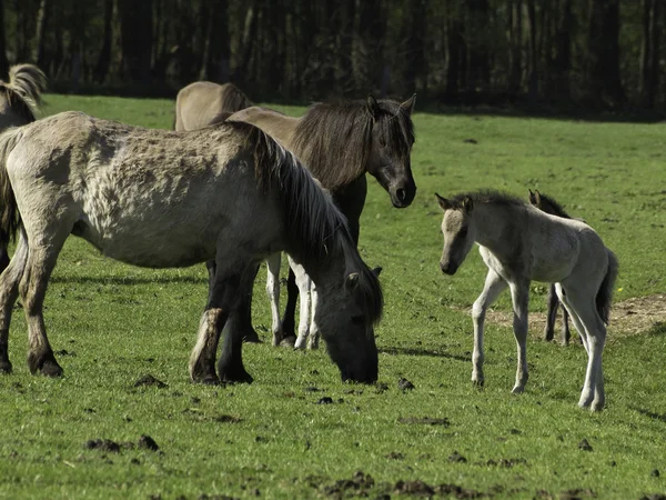 Wilde Pferde — Stock Photo, Image