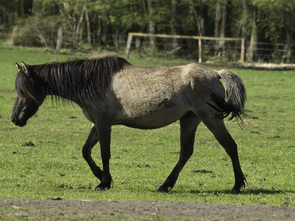 Wildpferde — Stockfoto