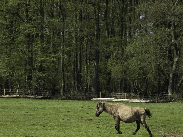 Wilde Pferde. — Fotografia de Stock
