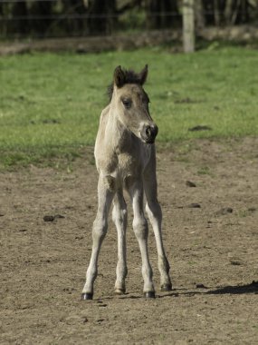 Wildpfede im Münsterland