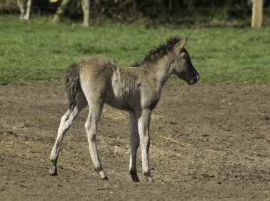 Wildpfede im Münsterland