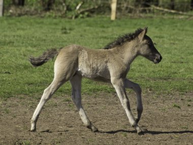 Wildpfede im Münsterland