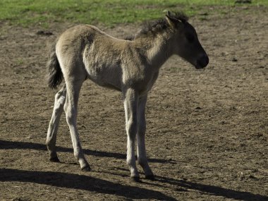 Wildpfede im Münsterland