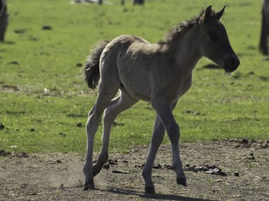Wildpfede im Münsterland