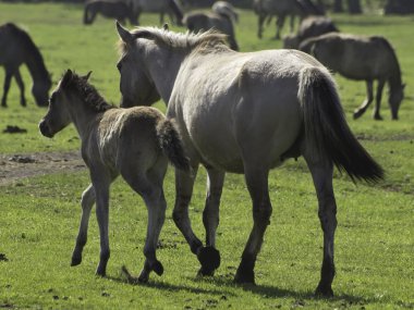 Wildpfede im Münsterland