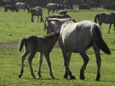 Wildpfede im Münsterland