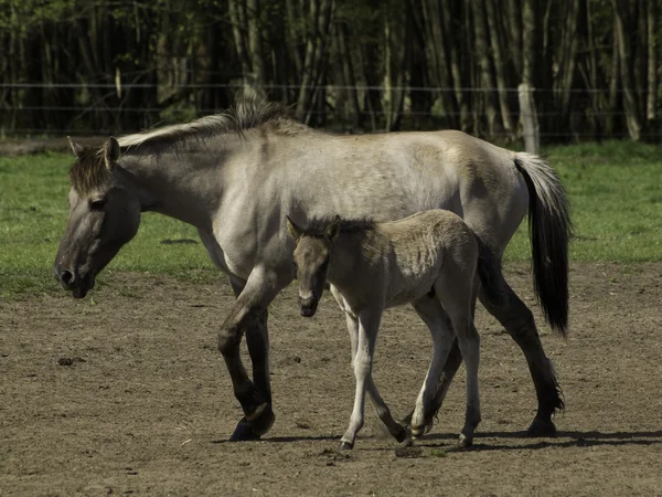 Wildpfede im Münsterland — Stock Photo, Image