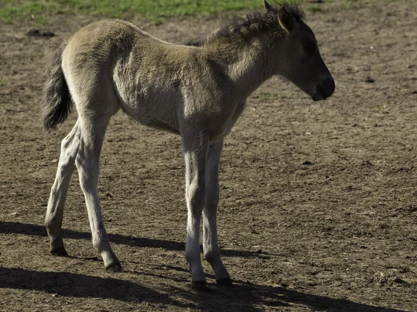 Wildpfede im Münsterland