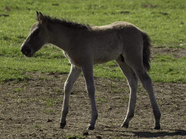 Wildpfede im Münsterland — ストック写真