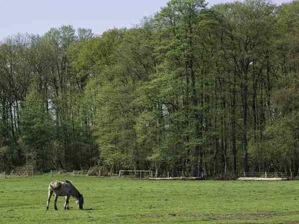 Wildpfede im Münsterland — Stock fotografie