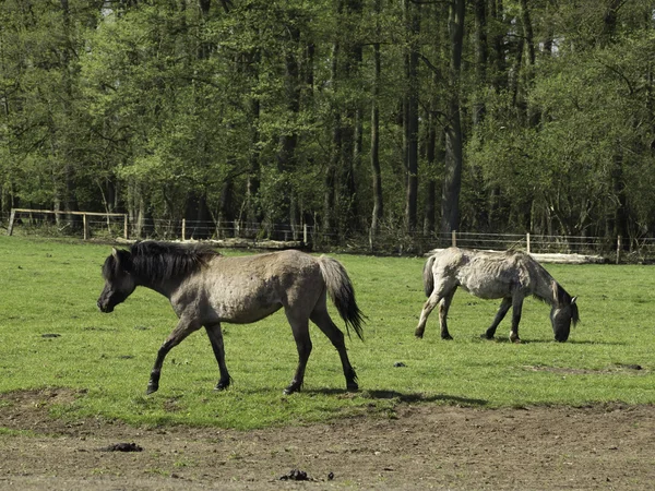 Wildpferde — Zdjęcie stockowe