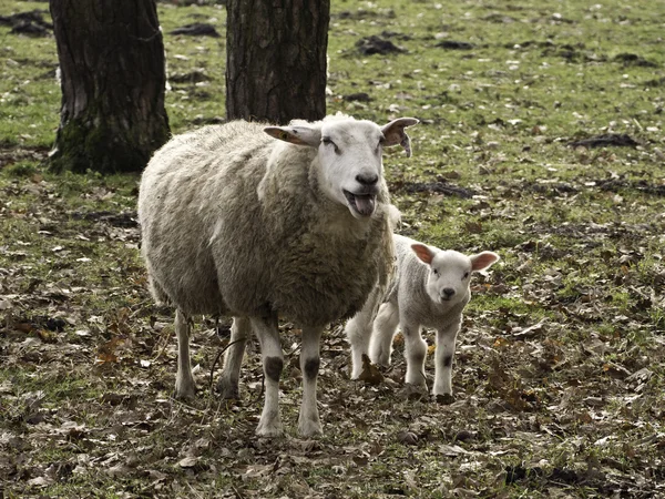 Sheeps — Stockfoto