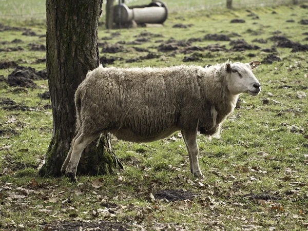 Sheep — Stock Photo, Image