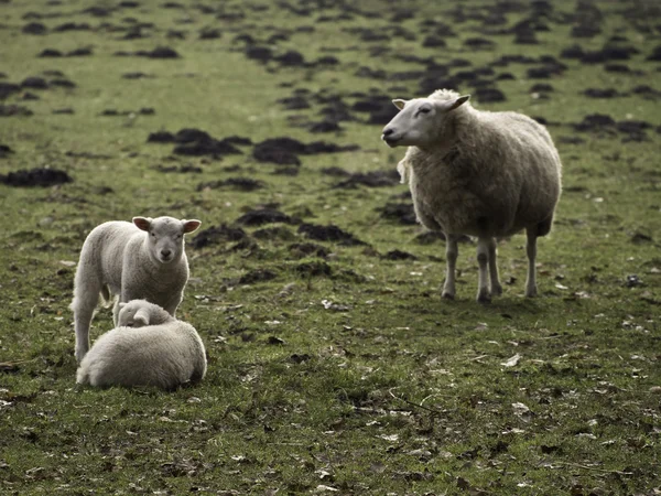 Sheeps — Stock Photo, Image