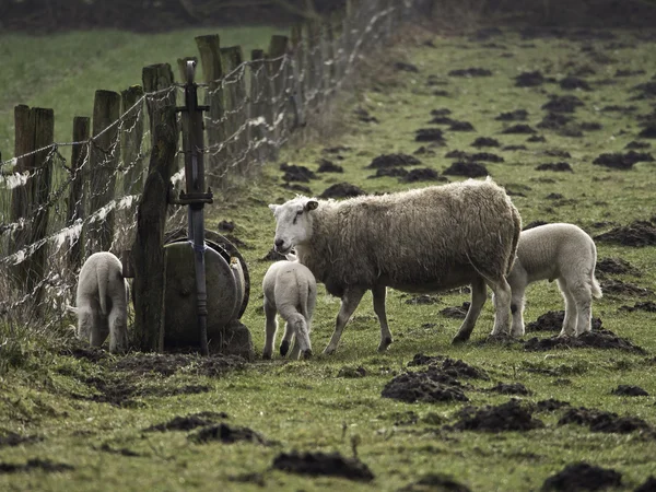 Sheeps — Stock Photo, Image