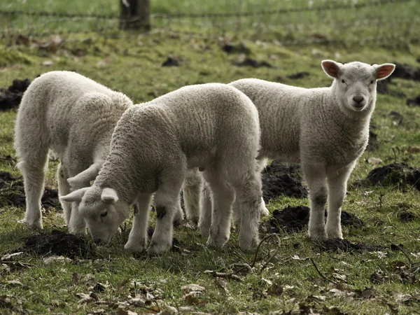Вівці — стокове фото