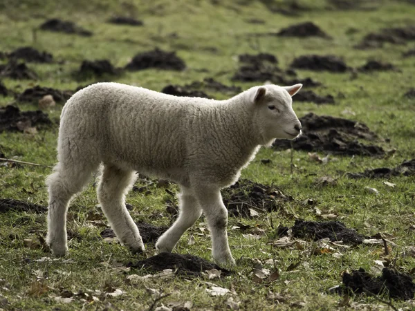 Sheeps — Stockfoto