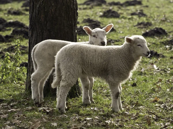 Sheeps — Stock Photo, Image