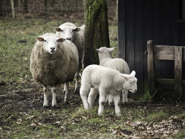 Sheeps — Stock Photo, Image