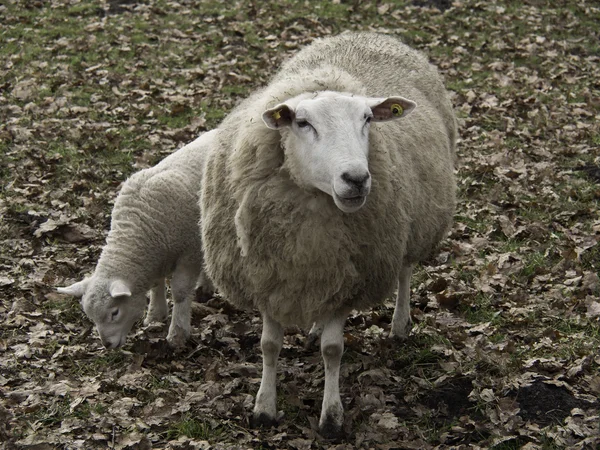Sheeps — Stockfoto
