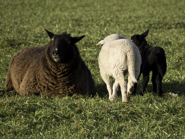 Schafe — Stockfoto