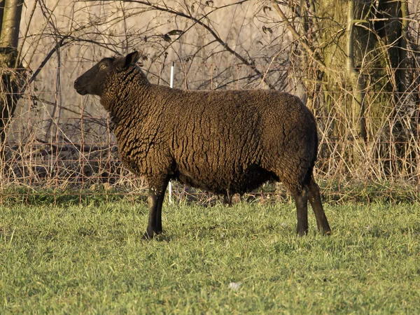 Sheeps — Stock Photo, Image