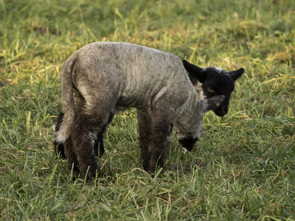 Schafe — Stockfoto