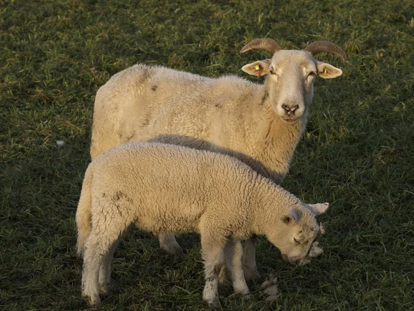 Sheeps — Stock Photo, Image