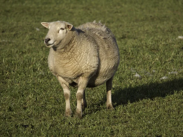 Sheeps — Stock Photo, Image