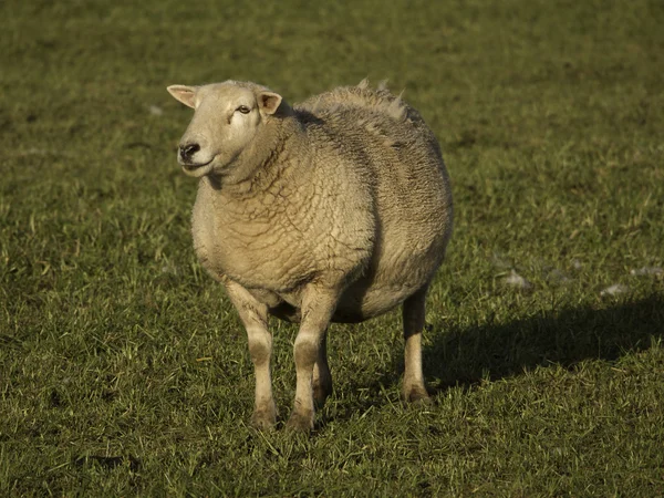 Fåren — Stockfoto