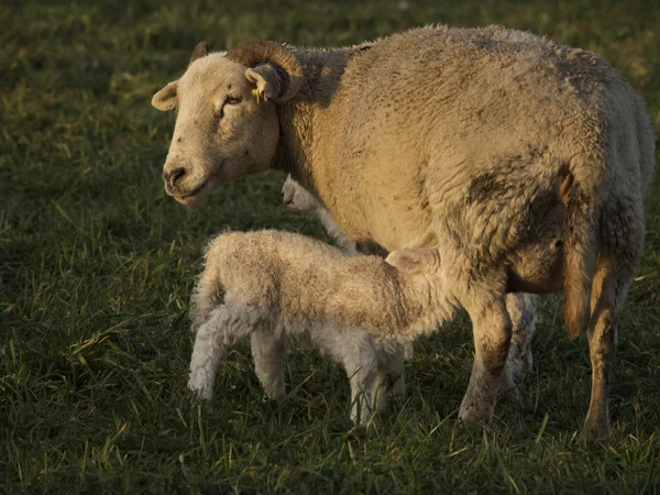 Sheeps — Stockfoto