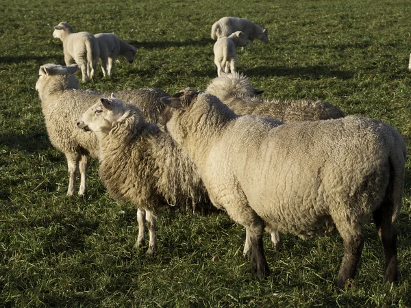 Sheeps — Stockfoto