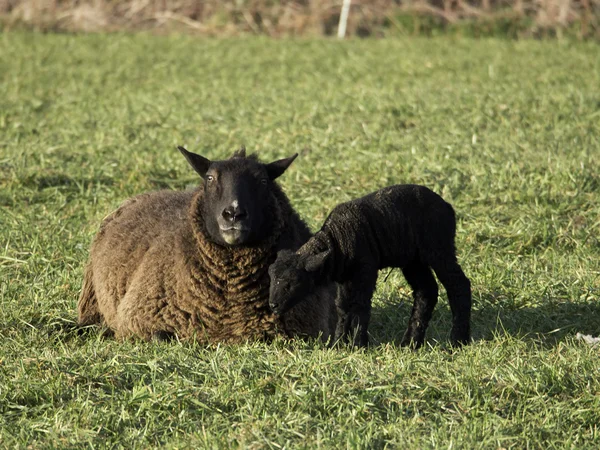 Sheeps — Stockfoto